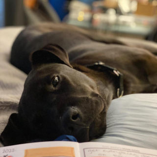 Illustration de l'article : 20 photos de Labradors ayant de la bonne humeur en surplus à partager avec vous