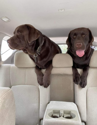 Illustration de l'article : 20 photos de Labradors ayant de la bonne humeur en surplus à partager avec vous