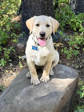 Illustration de l'article : 20 photos de Labradors ayant de la bonne humeur en surplus à partager avec vous