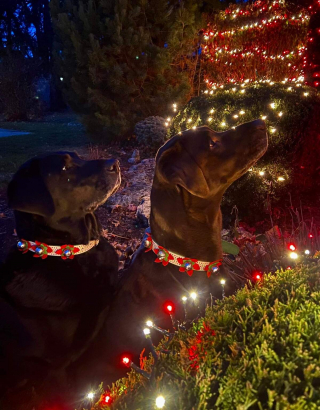 Illustration de l'article : 20 photos de Labradors ayant de la bonne humeur en surplus à partager avec vous