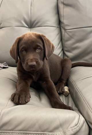 Illustration de l'article : 20 photos de Labradors ayant de la bonne humeur en surplus à partager avec vous