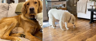 Illustration de l'article : Seul survivant de sa fratrie, un chaton se constitue une nouvelle famille en "adoptant" une portée de petits félins