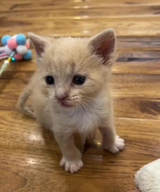 Illustration de l'article : Seul survivant de sa fratrie, un chaton se constitue une nouvelle famille en "adoptant" une portée de petits félins