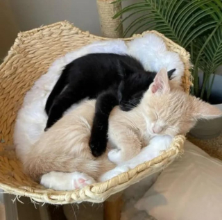 Illustration de l'article : Seul survivant de sa fratrie, un chaton se constitue une nouvelle famille en "adoptant" une portée de petits félins