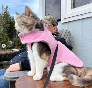 Illustration de l'article : Une chatte au caract&egrave;re bien tremp&eacute; s&rsquo;adoucit en rencontrant le P&egrave;re No&euml;l et refuse m&ecirc;me de le quitter ! (vid&eacute;o)