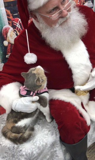 Illustration de l'article : Une chatte au caract&egrave;re bien tremp&eacute; s&rsquo;adoucit en rencontrant le P&egrave;re No&euml;l et refuse m&ecirc;me de le quitter ! (vid&eacute;o)