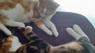 Illustration de l'article : Sauvé d’un maître cruel, Riku le chaton réapprend à faire confiance aux humains aux côtés de sa nouvelle propriétaire