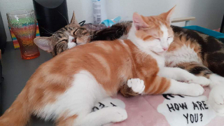 Illustration de l'article : Sauvé d’un maître cruel, Riku le chaton réapprend à faire confiance aux humains aux côtés de sa nouvelle propriétaire