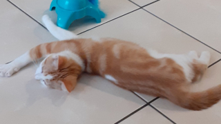 Illustration de l'article : Sauvé d’un maître cruel, Riku le chaton réapprend à faire confiance aux humains aux côtés de sa nouvelle propriétaire