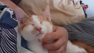 Illustration de l'article : Sauvé d’un maître cruel, Riku le chaton réapprend à faire confiance aux humains aux côtés de sa nouvelle propriétaire