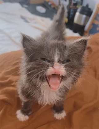 Illustration de l'article : 20 photos hilarantes de chats qui ne prennent même plus la peine de cacher leurs plans machiavéliques