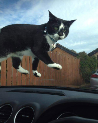 Illustration de l'article : 20 photos hilarantes de chats qui ne prennent même plus la peine de cacher leurs plans machiavéliques