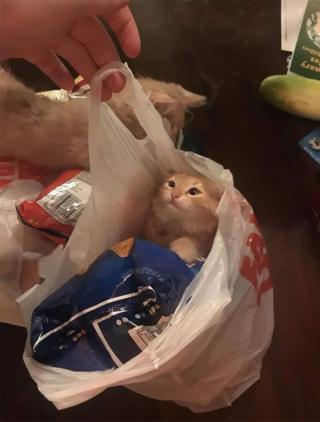 Illustration de l'article : 20 photos hilarantes de chats qui ne prennent même plus la peine de cacher leurs plans machiavéliques