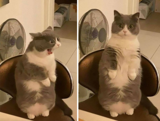 Illustration de l'article : 20 photos hilarantes de chats qui ne prennent même plus la peine de cacher leurs plans machiavéliques