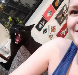 Illustration de l'article : 20 photos hilarantes de chats qui ne prennent même plus la peine de cacher leurs plans machiavéliques