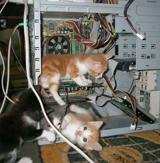 Illustration de l'article : 20 photos hilarantes de chats qui ne prennent même plus la peine de cacher leurs plans machiavéliques