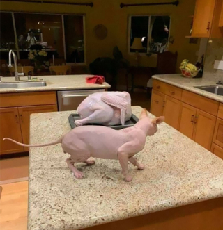 Illustration de l'article : 20 photos hilarantes de chats qui ne prennent même plus la peine de cacher leurs plans machiavéliques