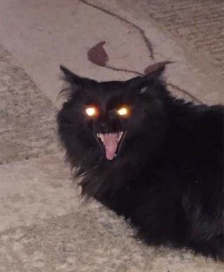 Illustration de l'article : 20 photos hilarantes de chats qui ne prennent même plus la peine de cacher leurs plans machiavéliques