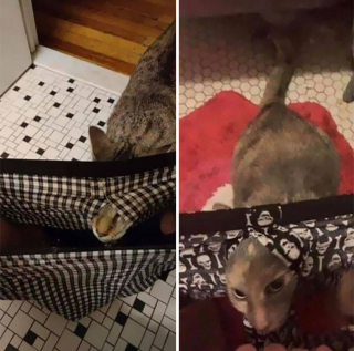 Illustration de l'article : 20 photos hilarantes de chats qui ne prennent même plus la peine de cacher leurs plans machiavéliques