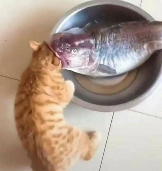 Illustration de l'article : 20 photos hilarantes de chats qui ne prennent même plus la peine de cacher leurs plans machiavéliques