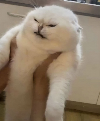 Illustration de l'article : 20 photos hilarantes de chats qui ne prennent même plus la peine de cacher leurs plans machiavéliques