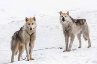 Illustration de l'article : 16 races de chiens dont la ressemblance avec le loup est saisissante