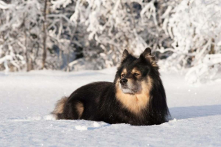 Illustration de l'article : 16 races de chiens dont la ressemblance avec le loup est saisissante