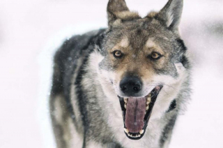 Illustration de l'article : 16 races de chiens dont la ressemblance avec le loup est saisissante