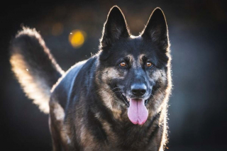 Illustration de l'article : 16 races de chiens dont la ressemblance avec le loup est saisissante