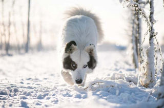 Illustration de l'article : 16 races de chiens dont la ressemblance avec le loup est saisissante
