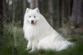 Illustration de l'article : 16 races de chiens dont la ressemblance avec le loup est saisissante