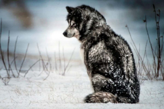 Illustration de l'article : 16 races de chiens dont la ressemblance avec le loup est saisissante