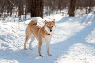 Illustration de l'article : 16 races de chiens dont la ressemblance avec le loup est saisissante
