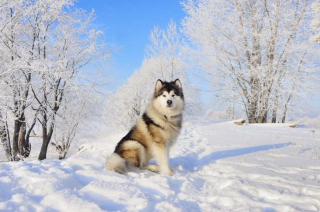 Illustration de l'article : 16 races de chiens dont la ressemblance avec le loup est saisissante