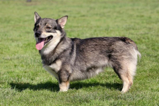 Illustration de l'article : 16 races de chiens dont la ressemblance avec le loup est saisissante