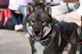 Illustration de l'article : 16 races de chiens dont la ressemblance avec le loup est saisissante