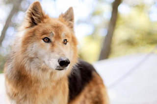Illustration de l'article : 16 races de chiens dont la ressemblance avec le loup est saisissante