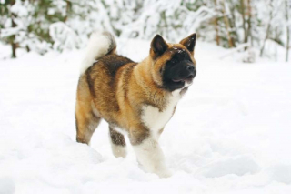 Illustration de l'article : 16 races de chiens dont la ressemblance avec le loup est saisissante