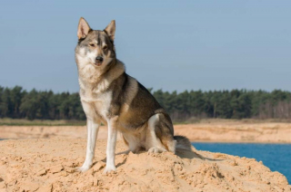 Illustration de l'article : 16 races de chiens dont la ressemblance avec le loup est saisissante
