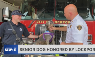 Illustration de l'article : Avant de quitter ce monde, ce chien de refuge senior a toute une liste d’aventures à vivre