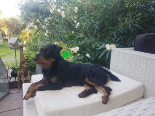 Illustration de l'article : Un chien perdu en vacances choque ses maîtres en parcourant près de 400 kilomètres pour rentrer chez lui