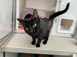 Illustration de l'article : Zara a passé 200 jours dans un refuge et le personnel est certain que la couleur de son pelage faisait fuir les adoptants