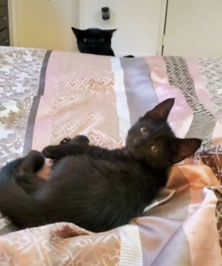 Illustration de l'article : La réaction désopilante d’une chatte sénior découvrant le nouveau chaton de la famille (vidéo)