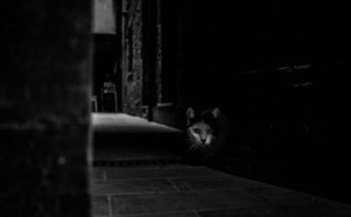 Illustration de l'article : 20 photos de chats cachés dans les ruelles pittoresques de Venise