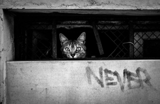 Illustration de l'article : 20 photos de chats cachés dans les ruelles pittoresques de Venise