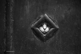 Illustration de l'article : 20 photos de chats cachés dans les ruelles pittoresques de Venise