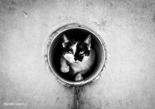 Illustration de l'article : 20 photos de chats cachés dans les ruelles pittoresques de Venise