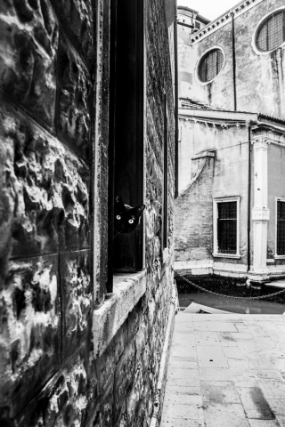 Illustration de l'article : 20 photos de chats cachés dans les ruelles pittoresques de Venise