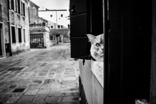Illustration de l'article : 20 photos de chats cachés dans les ruelles pittoresques de Venise