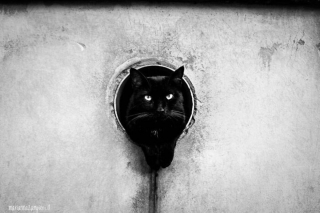 Illustration de l'article : 20 photos de chats cachés dans les ruelles pittoresques de Venise